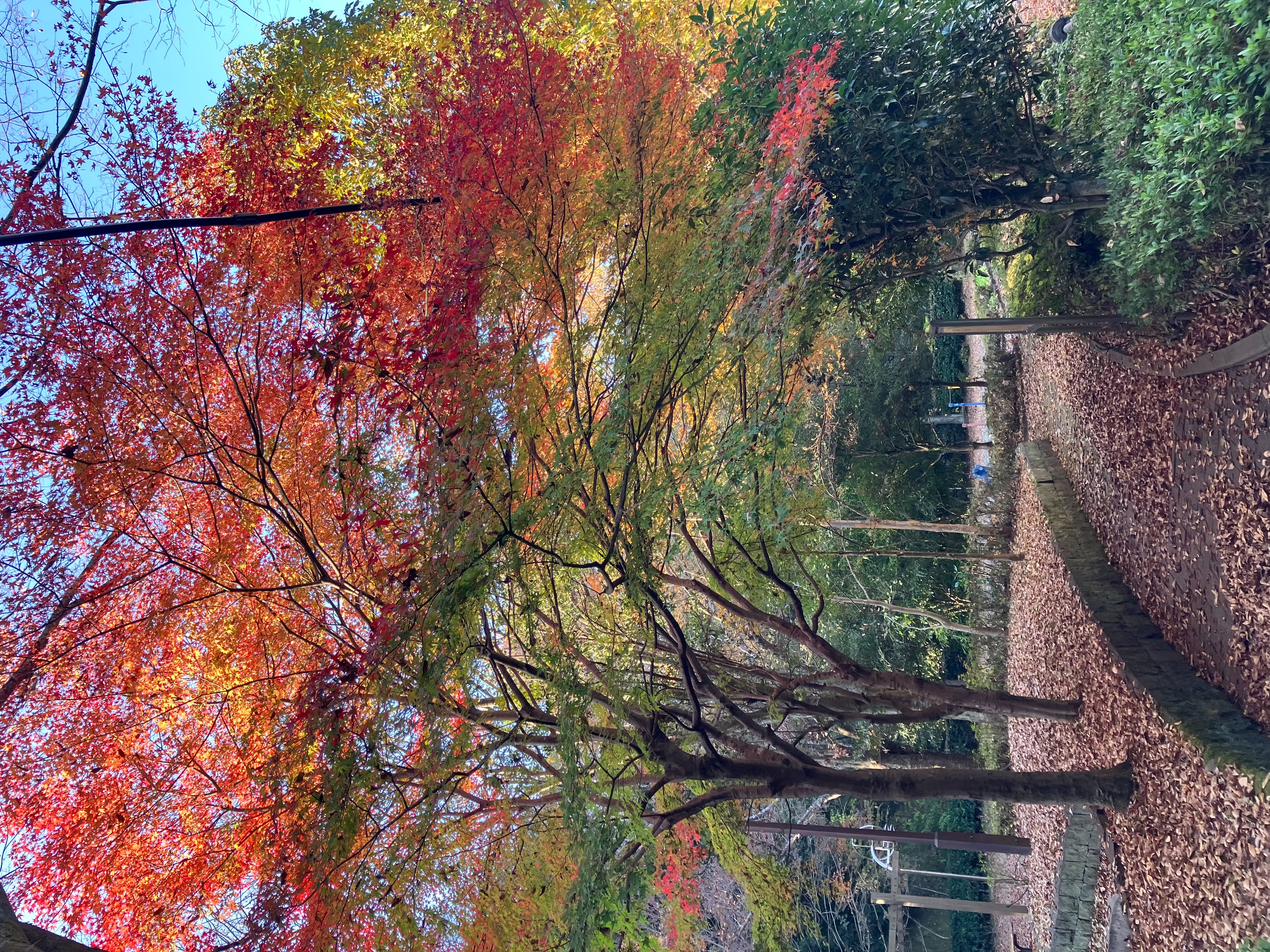 紅葉が見頃です | フレンドパーク北西